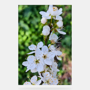 Bloeiende boom in de lente Roemenië – Bloesemfotog Acryl Bord