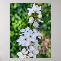 Bloeiende boom in de lente Roemenië – Bloesemfotog