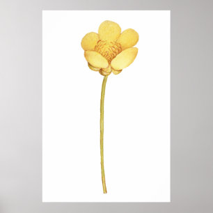 Bloeiende boterbloem geel poster