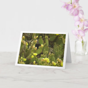 Bloeiende Bunny Ears Cactus, Opuntia Microdasys Kaart