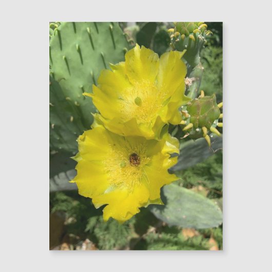 Bloeiende Cactus Bloemen Magneet (Voorkant)
