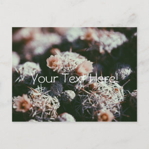 Bloeiende Cactus Planten Ansichtkaart Briefkaart