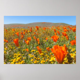 Bloeiende Californische klaprozen in de lente Poster