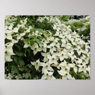 Bloeiende cornoeljes in Marshall Poster