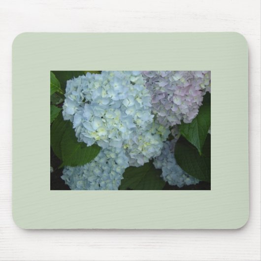 Bloeiende Hydrangea muismat (Voorkant)