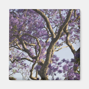 Bloeiende Jacaranda-bomen in New Farm Park, Magneet