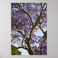 Bloeiende Jacaranda-bomen in New Farm Park,