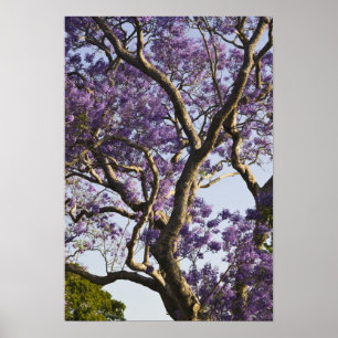 Bloeiende Jacaranda-bomen in New Farm Park, Poster