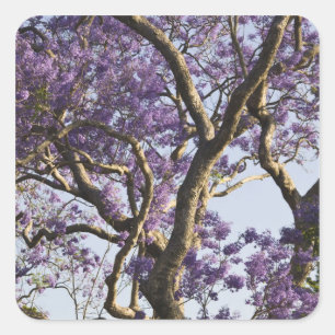 Bloeiende Jacaranda-bomen in New Farm Park, Vierkante Sticker