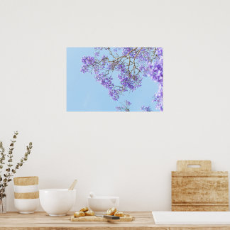Bloeiende Jacaranda Boomtakken Poster