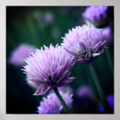 Bloeiende Paarse Scallion Allium Close-up Poster (Voorkant)