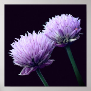 Bloeiende paarse sjalot Allium close-up Poster