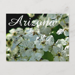Bloeiende perenboom, Arizona ansichtkaart Briefkaart