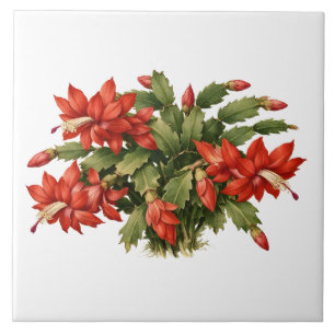 Bloeiende rode kerst cactus plant tegeltje