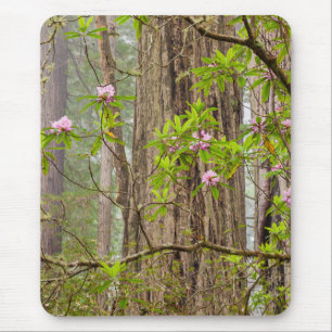 Bloeiende Rododendrons Redwoods State Park,CA Muismat