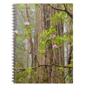 Bloeiende Rododendrons Redwoods State Park,CA Notitieboek