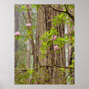 Bloeiende Rododendrons Redwoods State Park,CA Poster