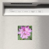 Bloeiende Rododendronstruik Magneet (Insitu (Vaatwasser))