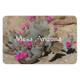 Bloeiende roze cactusbloemen in Mesa, Arizona Magneet