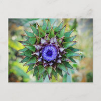 Bloeiende Schotse Distel