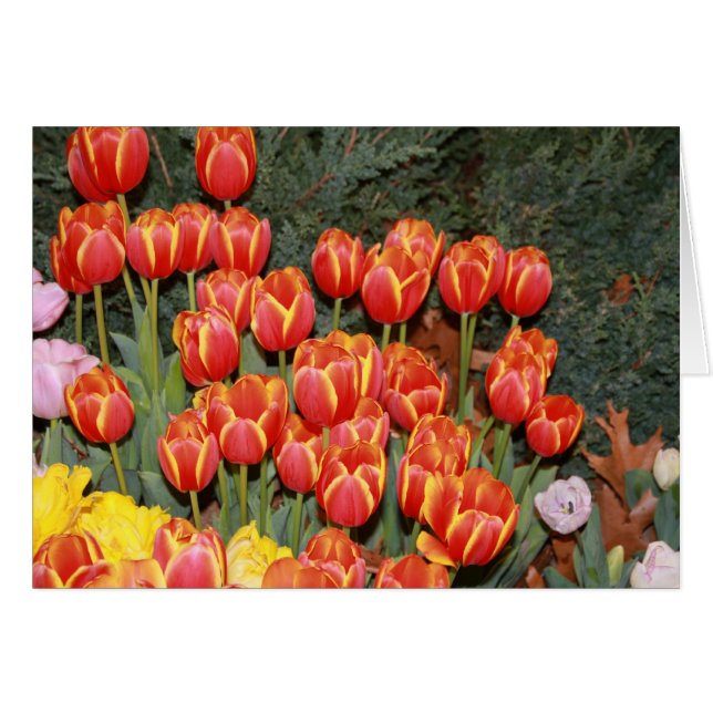 Bloeiende tulpen! (Voorkant Horizontaal)