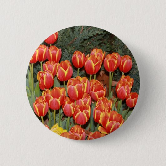 Bloeiende tulpen! ronde button 5,7 cm (Voorkant)