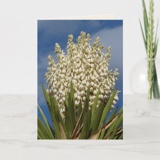 Bloeiende yucca, bloemen, zuidwesten blanco begroe kaart (Voorkant)