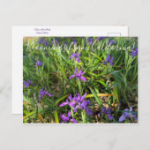 Bloeiingen uit Californië: Pacific Coast Iris Briefkaart (Voorkant / Achterkant)