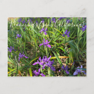Bloeiingen uit Californië: Pacific Coast Iris Briefkaart