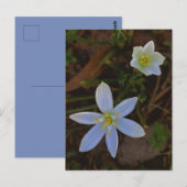 bloeit in het wit briefkaart (Voorkant / Achterkant)