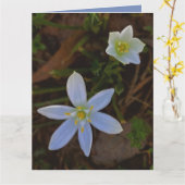 bloeit in het wit kaart (Gele Bloem)