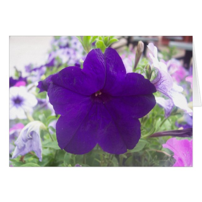 Bloem (Voorkant Horizontaal)