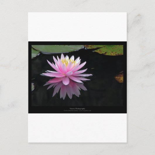 Bloem 017 Roze waterLily Briefkaart (Voorkant)