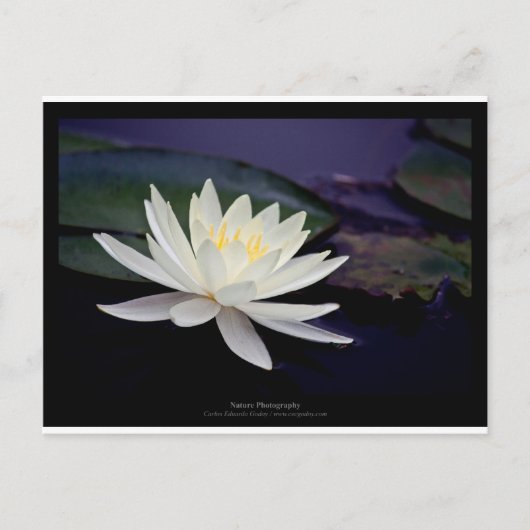 Bloem 039 Witte waterLily Briefkaart (Voorkant)