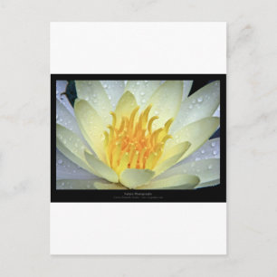 Bloem 061 Witte waterLily Briefkaart