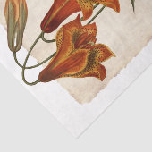 Bloem 43 Tiger Lily-depotpapier Tissuepapier (Detail)