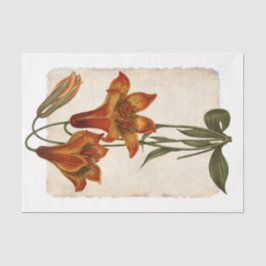 Bloem 43 Tiger Lily-depotpapier Tissuepapier