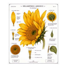 Bloem Anatomie Diagram Poster | Vintage Bloemen