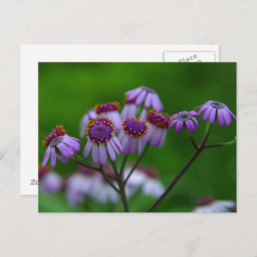 Bloem Briefkaart (Voorkant / Achterkant)