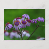 Bloem Briefkaart (Voorkant)