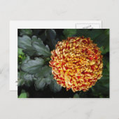 Bloem Briefkaart (Voorkant / Achterkant)