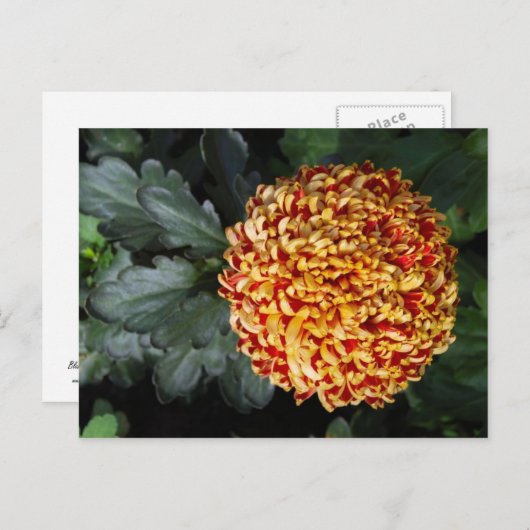 Bloem Briefkaart (Voorkant / Achterkant)