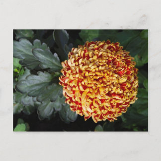 Bloem Briefkaart