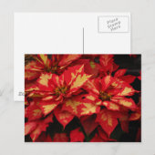 Bloem Briefkaart (Voorkant / Achterkant)