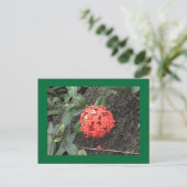 Bloem Briefkaart (Staand voorkant)