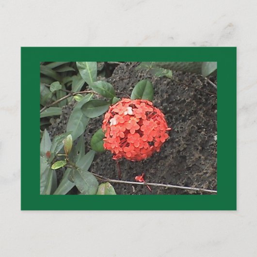 Bloem Briefkaart (Voorkant)