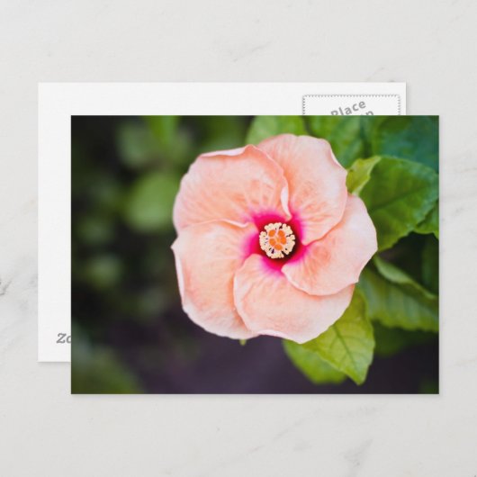 Bloem Briefkaart (Voorkant / Achterkant)