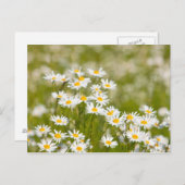 Bloem Briefkaart (Voorkant / Achterkant)