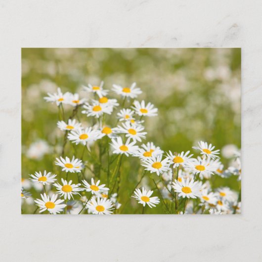 Bloem Briefkaart (Voorkant)