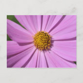 Bloem Collectie nr. 4 Briefkaart (Voorkant)